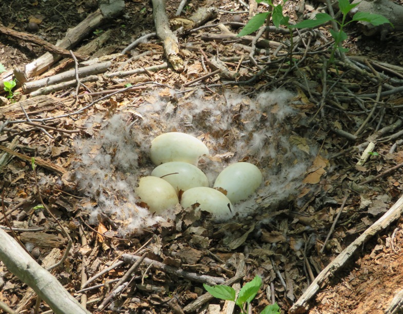 Five goose eggs in nest