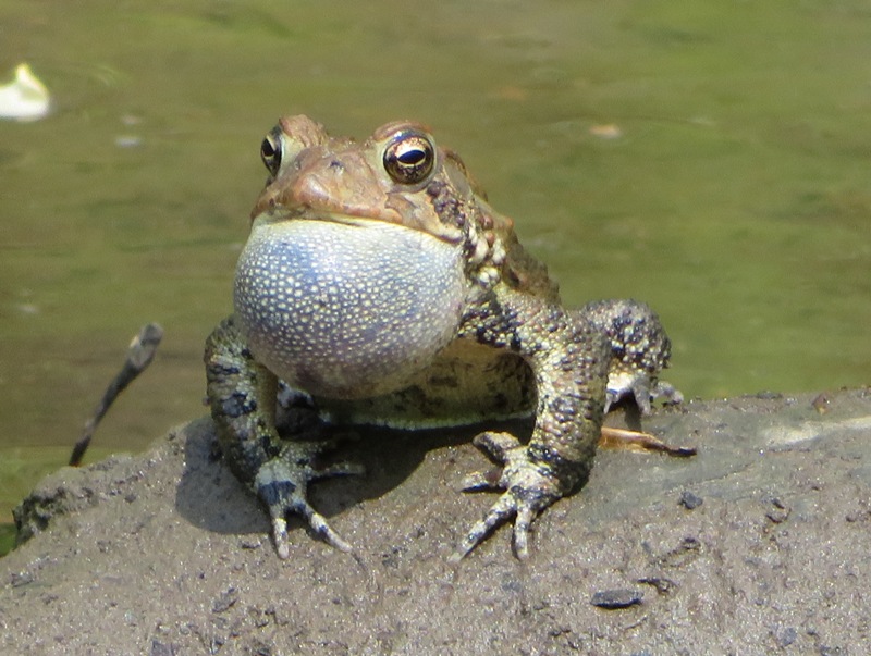 Puffed-up American toad on muddy bank