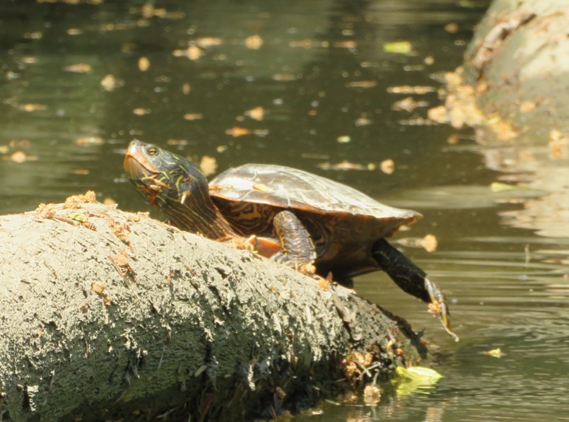 Turtle on log
