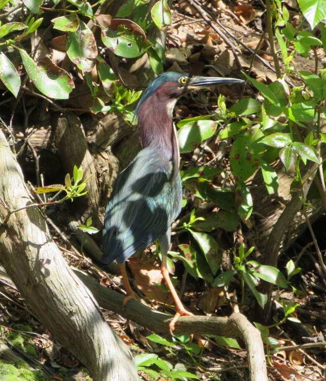 Green heron perched in a tree