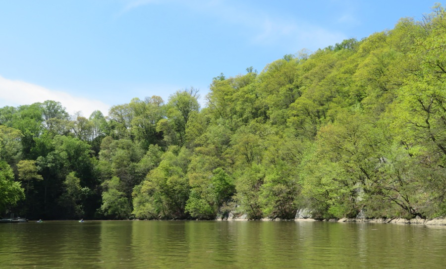 Tree-covered steep sides of Broad Creek