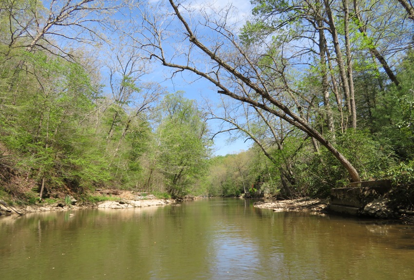 Trees lining the creek