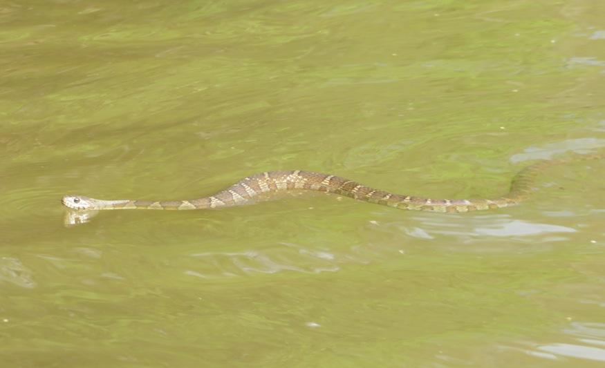 Northern watersnake swimming