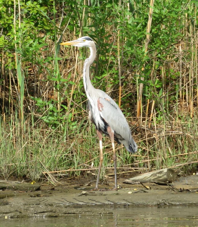 Great blue heron standing on the shoreline