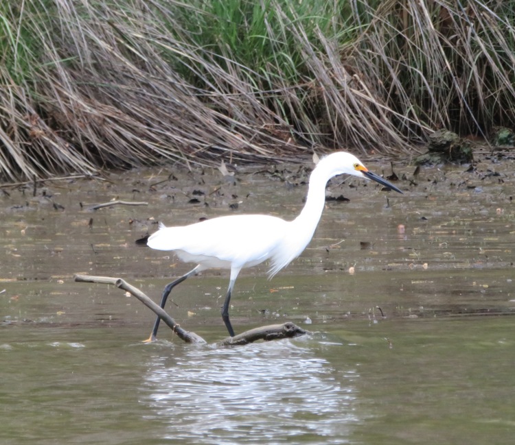 Snowy egret wading and looking for food