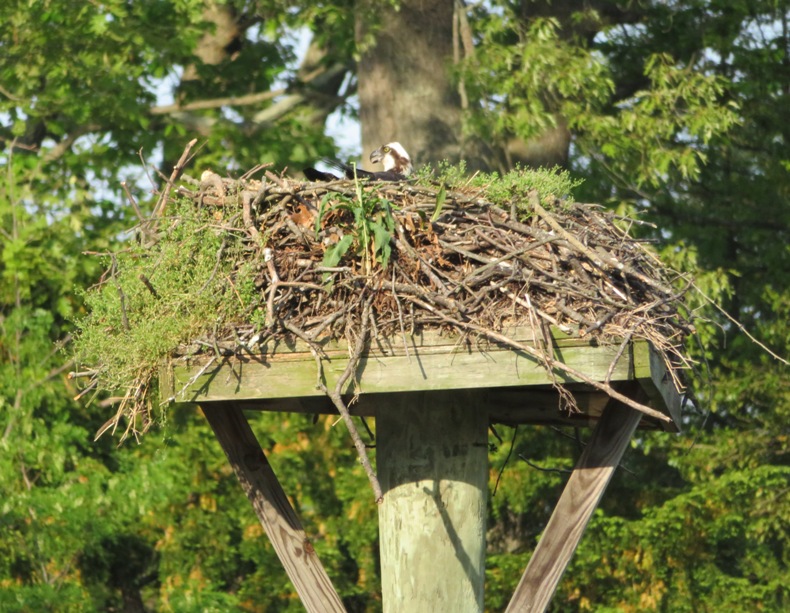 Osprey in nest on platform