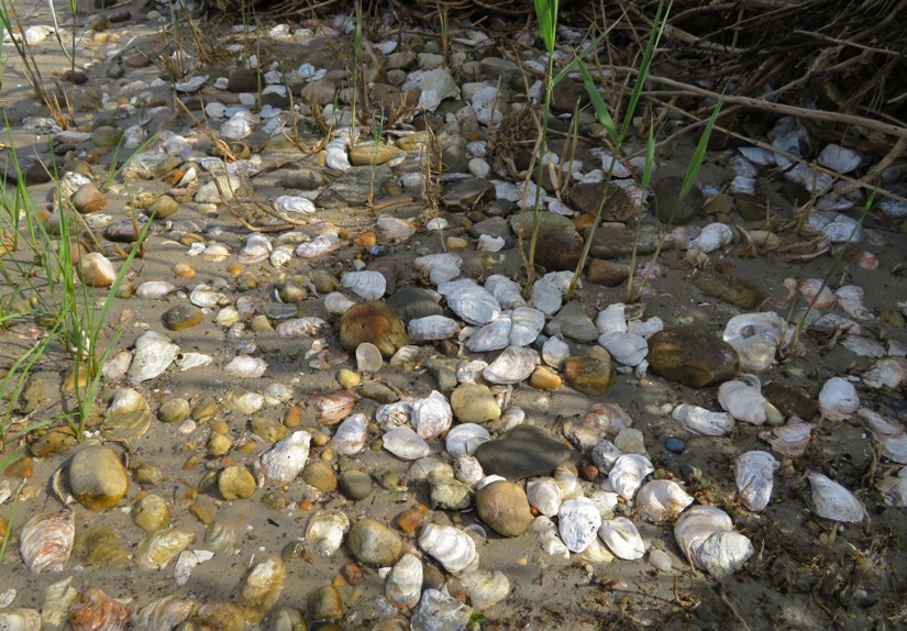 Oyster shells and rocks on beach