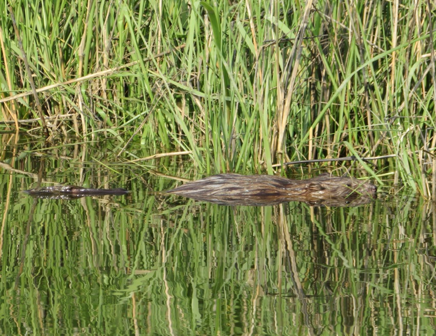 Muskrat swimming