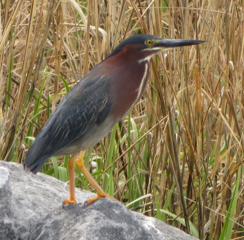 Green heron on rip rap