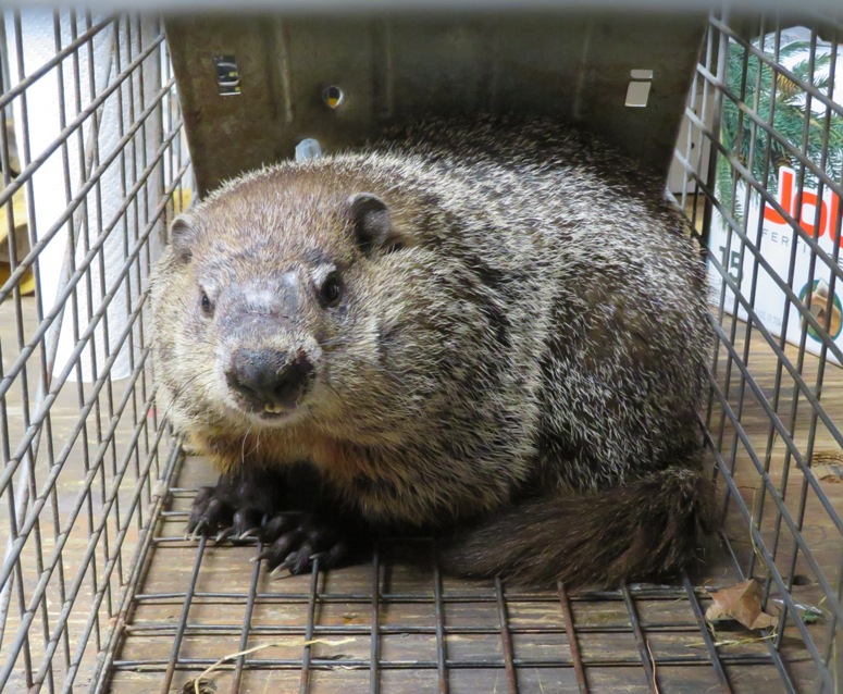 Groundhog in cage