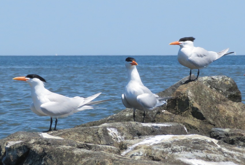 Three royal terns
