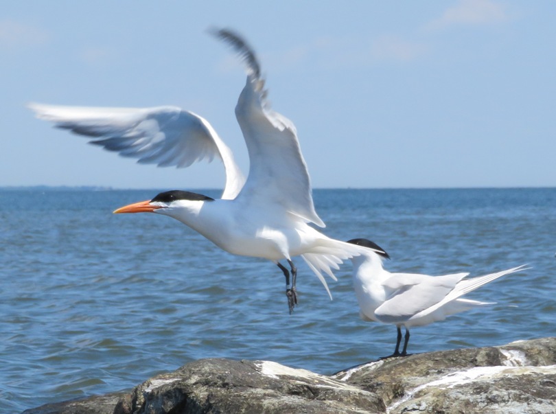 Royal tern in flight