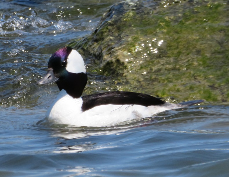 Bufflehead duck on water