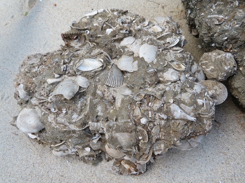 A mix of shells in a large chunk of dirt