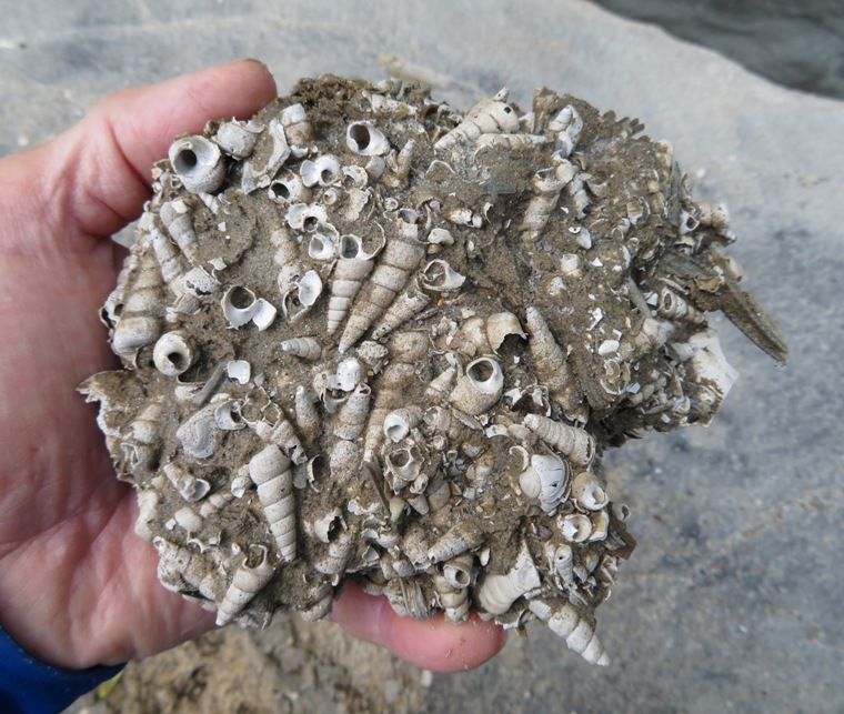 Small chunk of dirt loaded with turitella shells