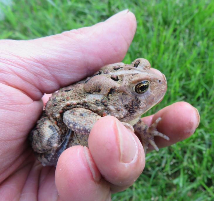 Toad in my hand