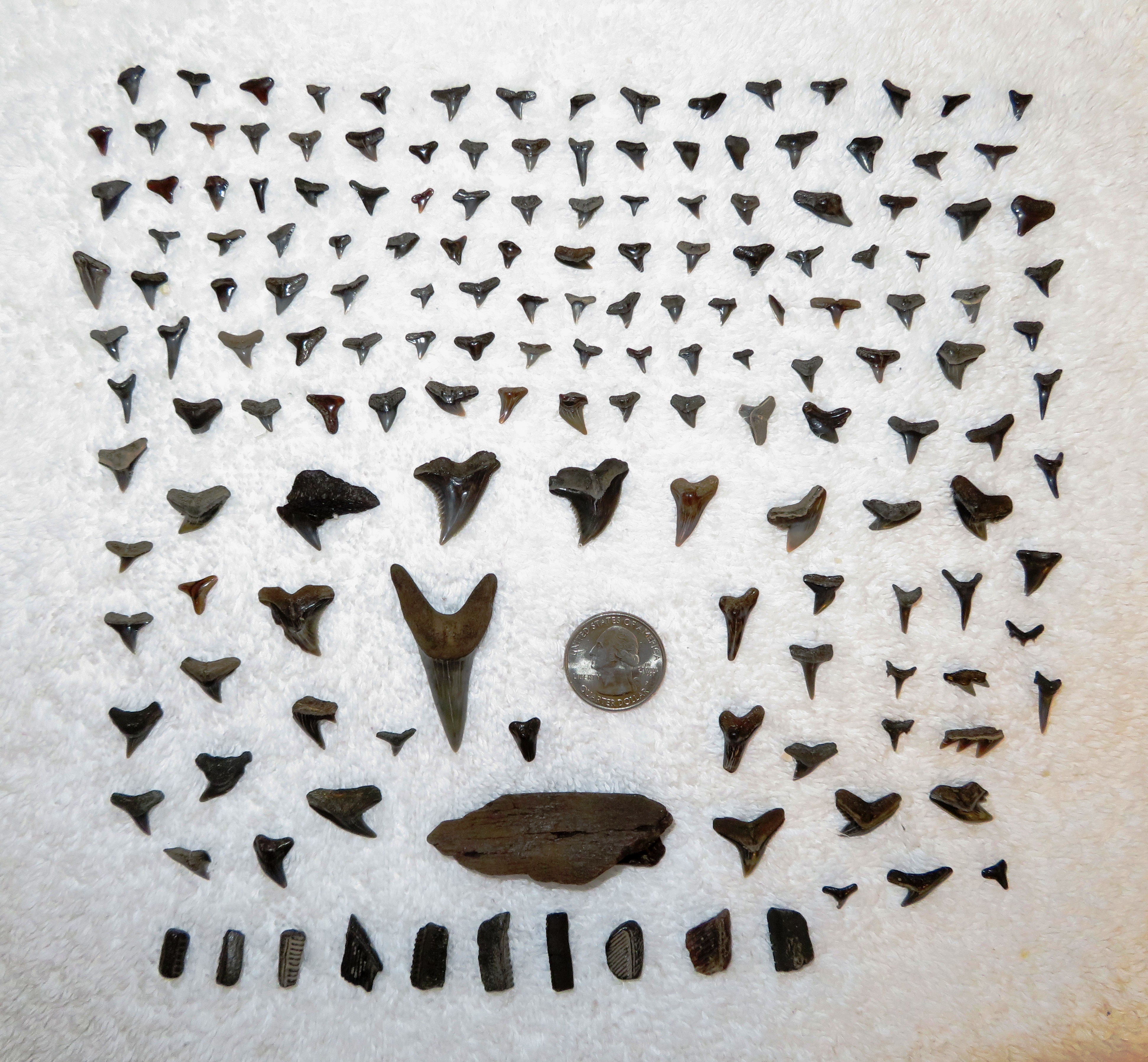 The fossils I found with a quarter for size comparison