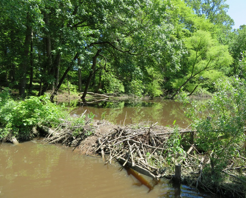 Beaver dam