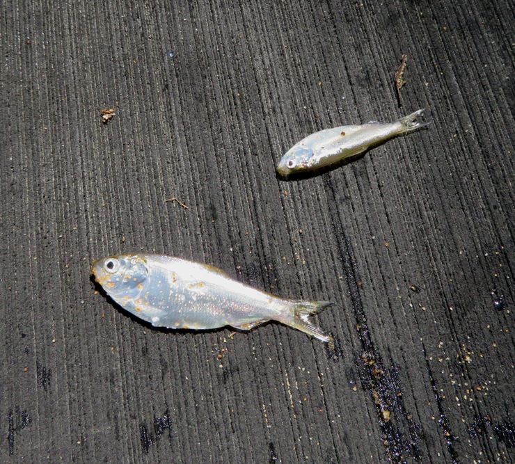 Two small fish on SUP