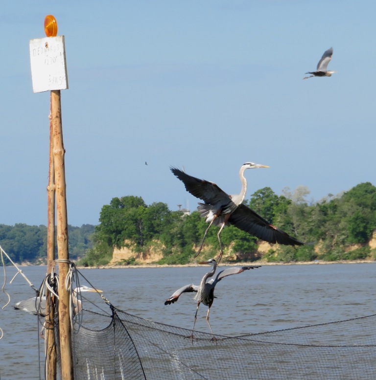 Four great blue herons on near near net