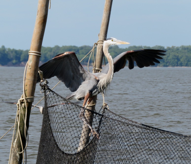 Single great blue heron on net with wings spread
