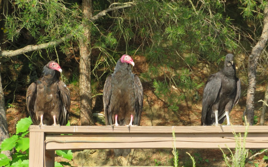 Two turkey vultures and one black vulture perched on rail
