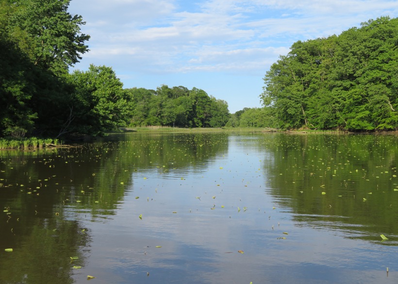 Place where there will be lotus flower in the summer; small leaves sticking out of the water