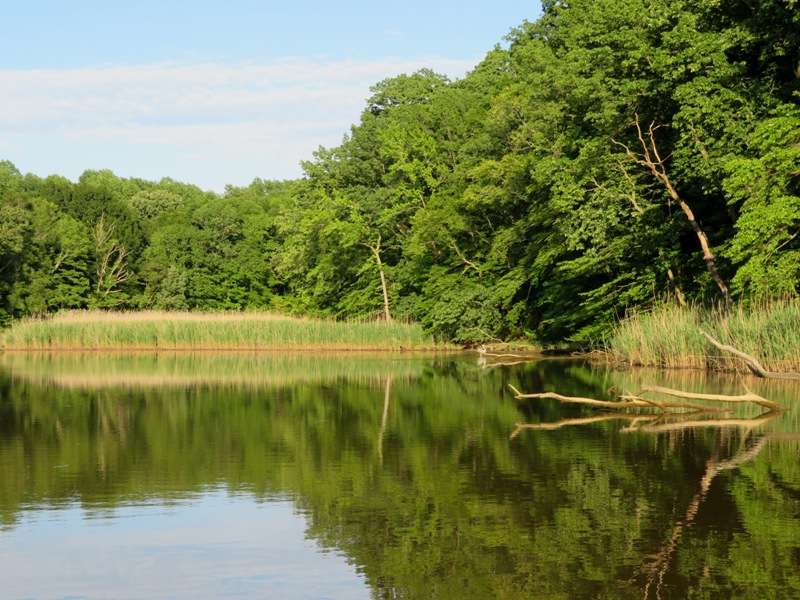 Scenic natural wooded shoreline