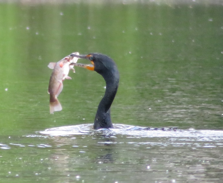 Cormorant on water with catfish in its mouth