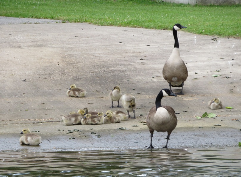 Two adult Canada geese with several goslings on concrete boat ramp