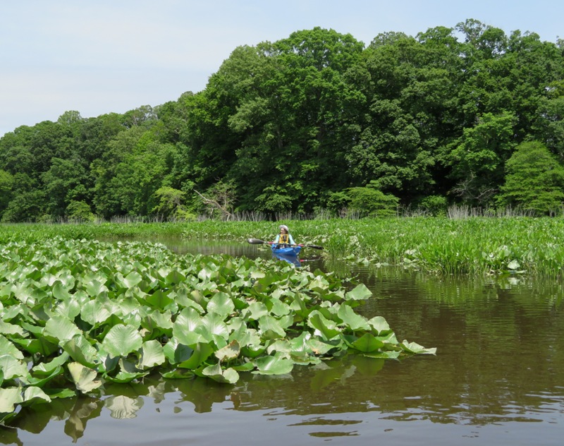 Norma kayaking through the spatterdock