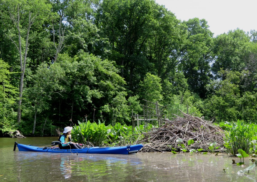Norma in kayak looking at large beaver lodge
