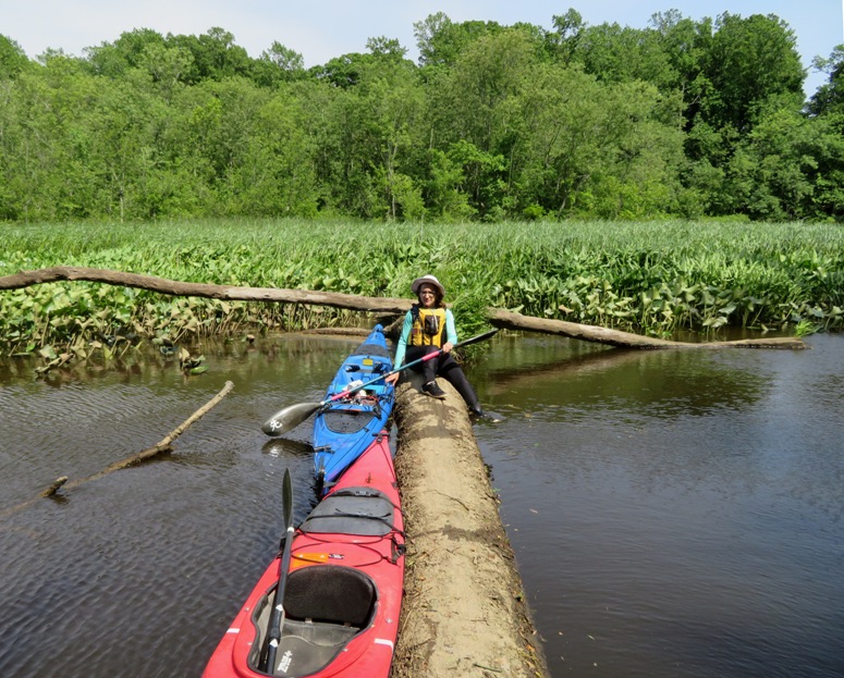 Norma sitting on fallen log that we portaged over with two kayaks