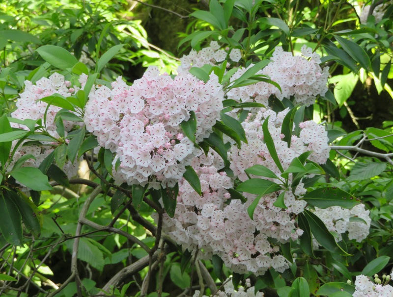 Laurel flowers