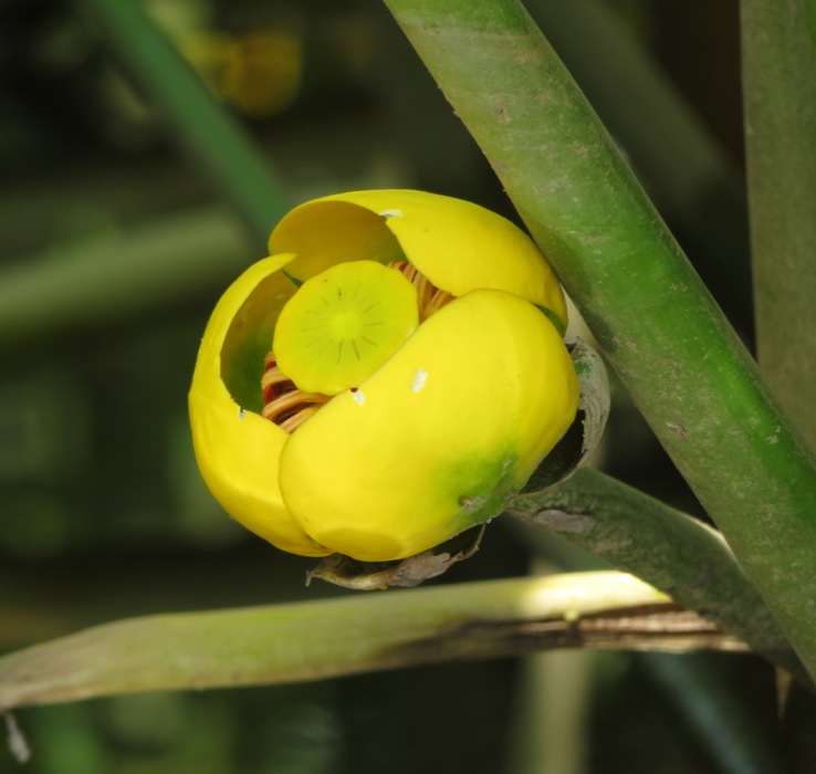 Close-up of spatterdock flower