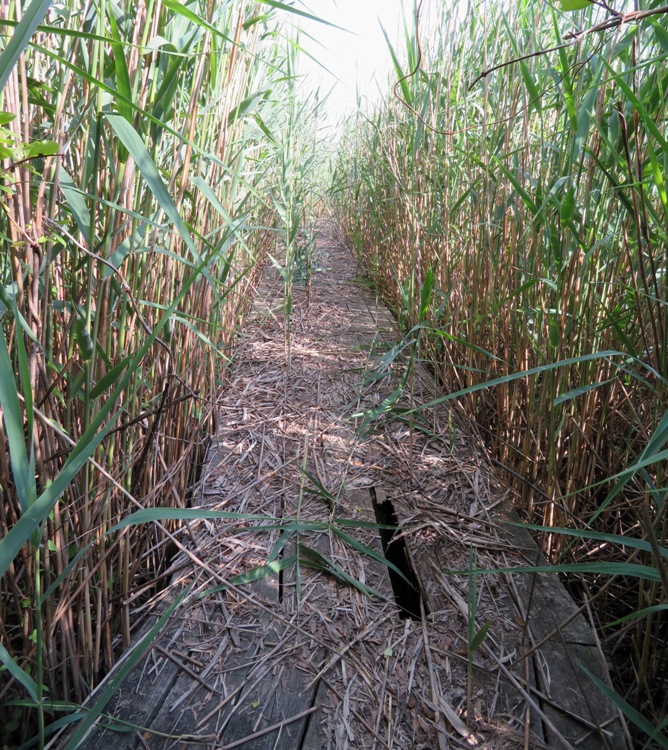 Grass-lined boardwalk in shambles