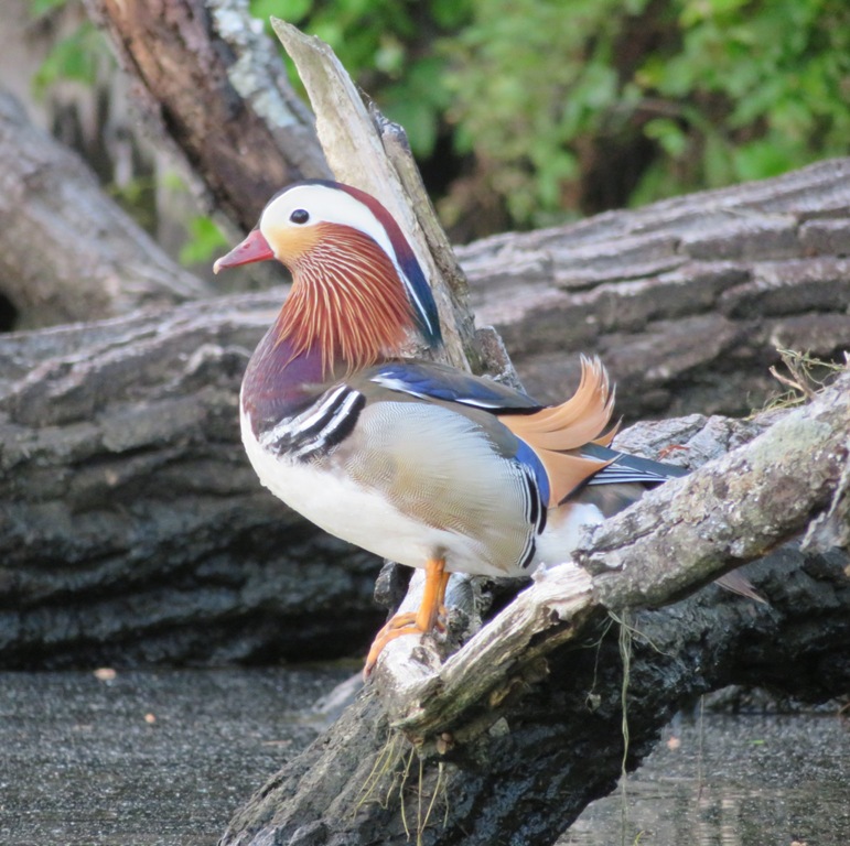 Close-up of Mandarin duck