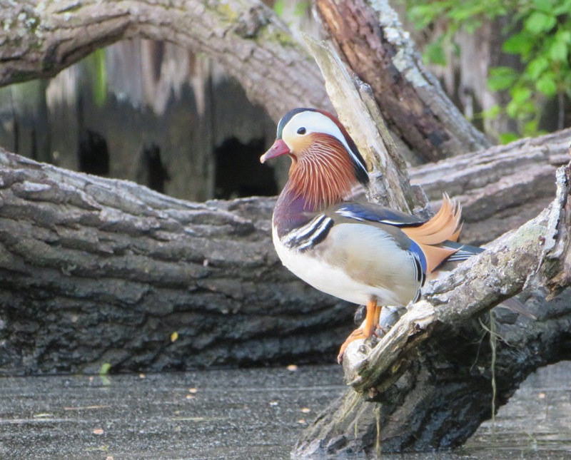 Mandarin duck on log