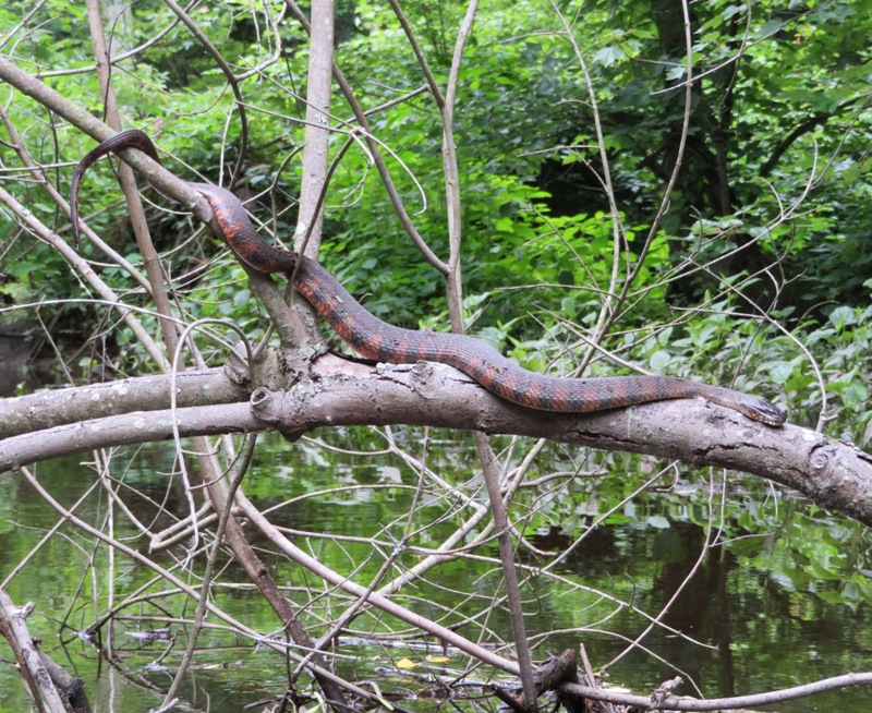 Snake on fallen tree
