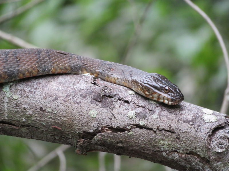 Zoomed in on the head of the snake