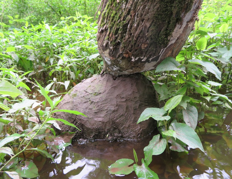 Tree that a beaver chewed and is almost ready to fall