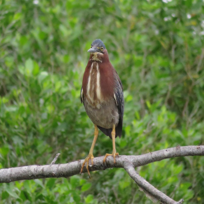 Head-on view of green heron in tree