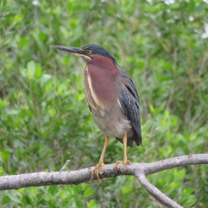 Profile shot of green heron in tree