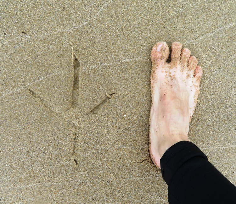 Great blue heron footprint and my foot next to it