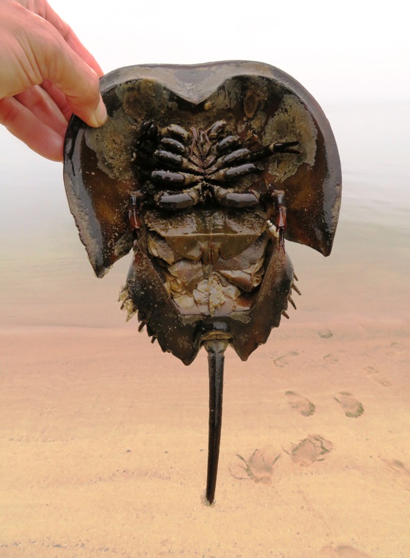Me lifting a dead horseshoe crab to show its underside
