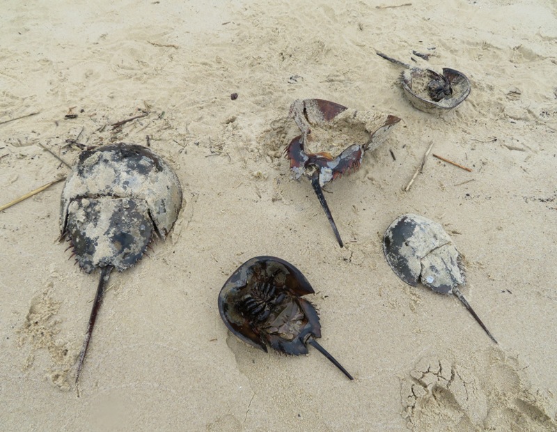 Five dead horseshoe crabs on beach