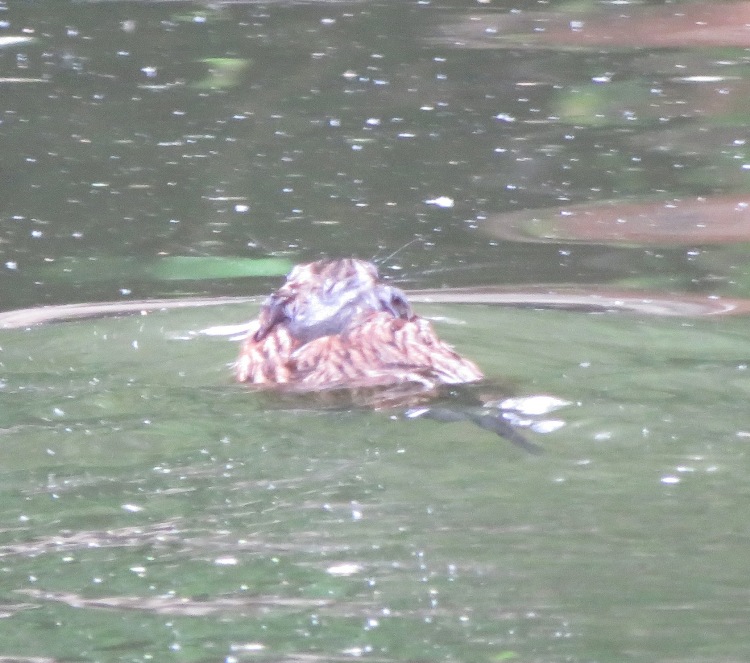 Rear view of muskrat swimming