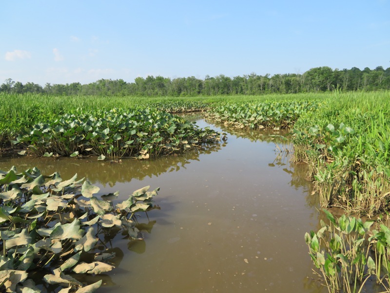 Waterway lined by spatterdock and other vegetation