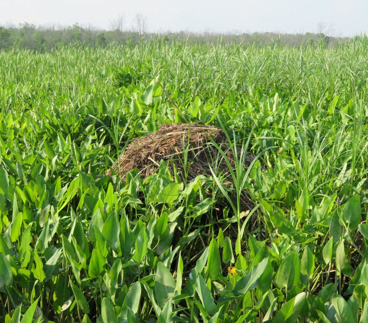 Muskrat mound