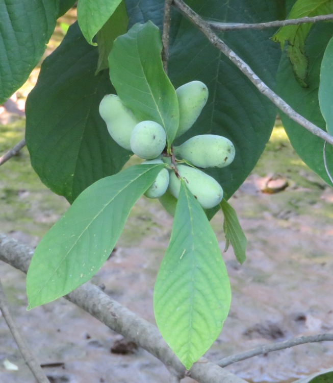 Paw paw fruit and leaves